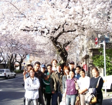 中野通り・桜.-1